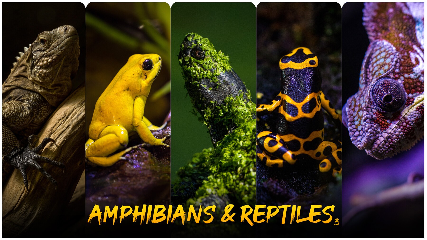 Amphibians Pack