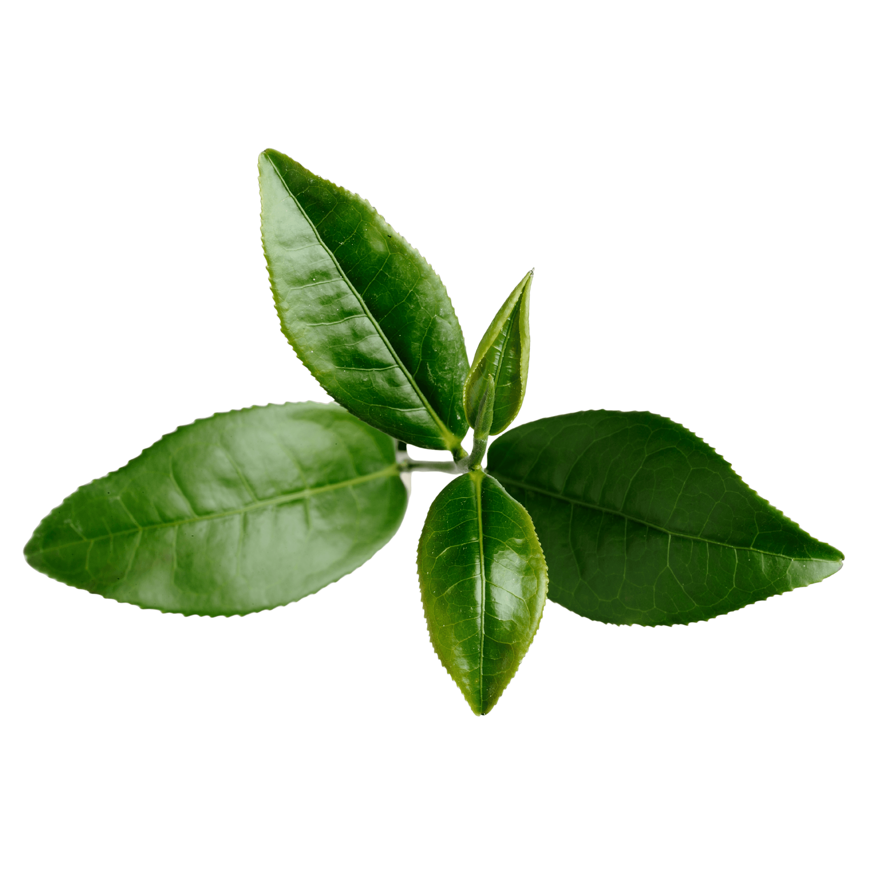 basil_1