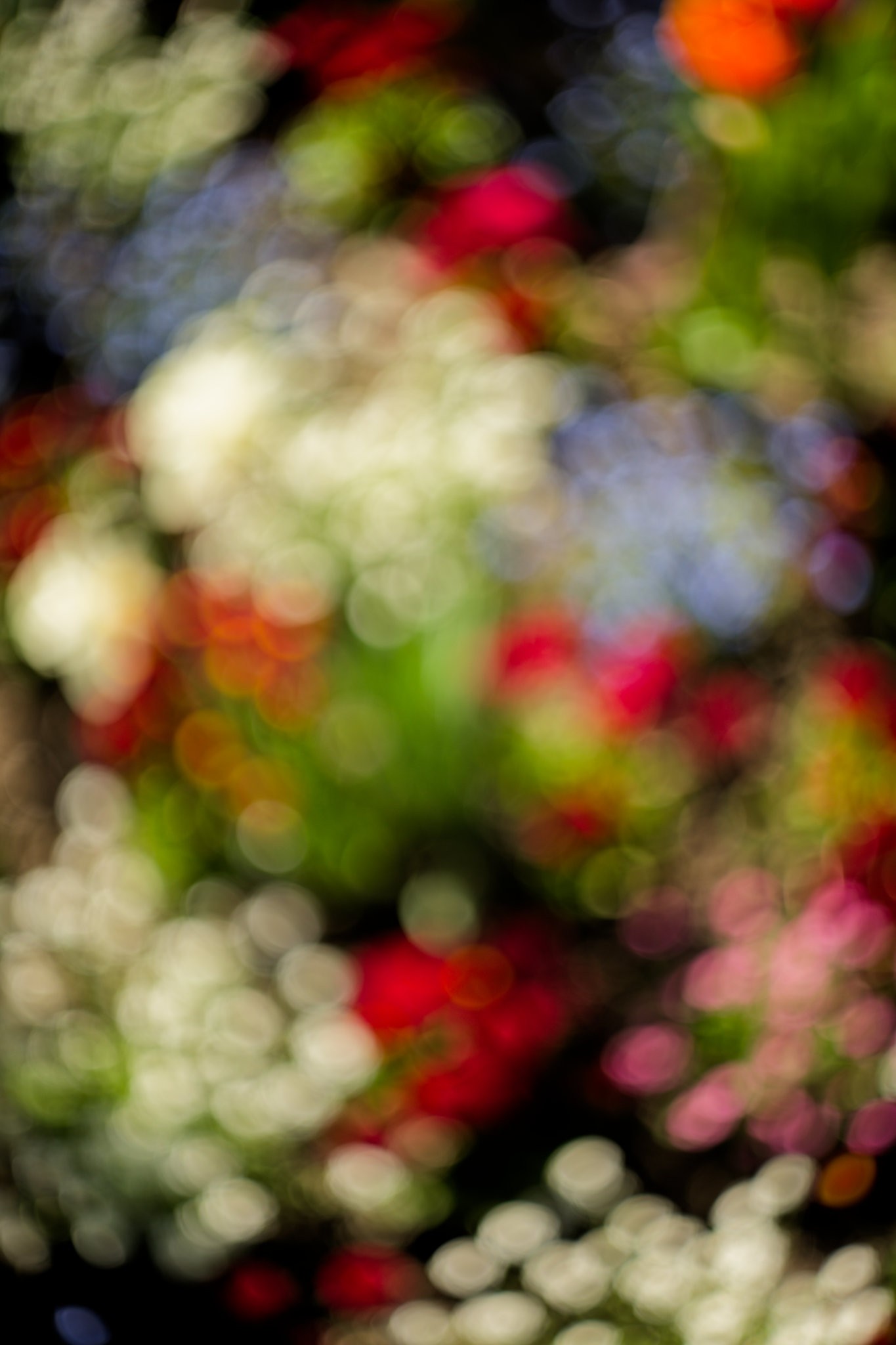 Eukalyptus-Samen mit Schatten