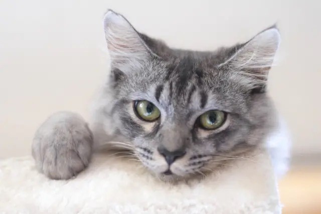 猫の肥大型心筋症—原因、症状、治療、生活管理まで獣医師が徹底解説|動物病院Peco 高輪台