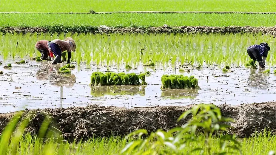 Key Aspects of Agro Farming.webp