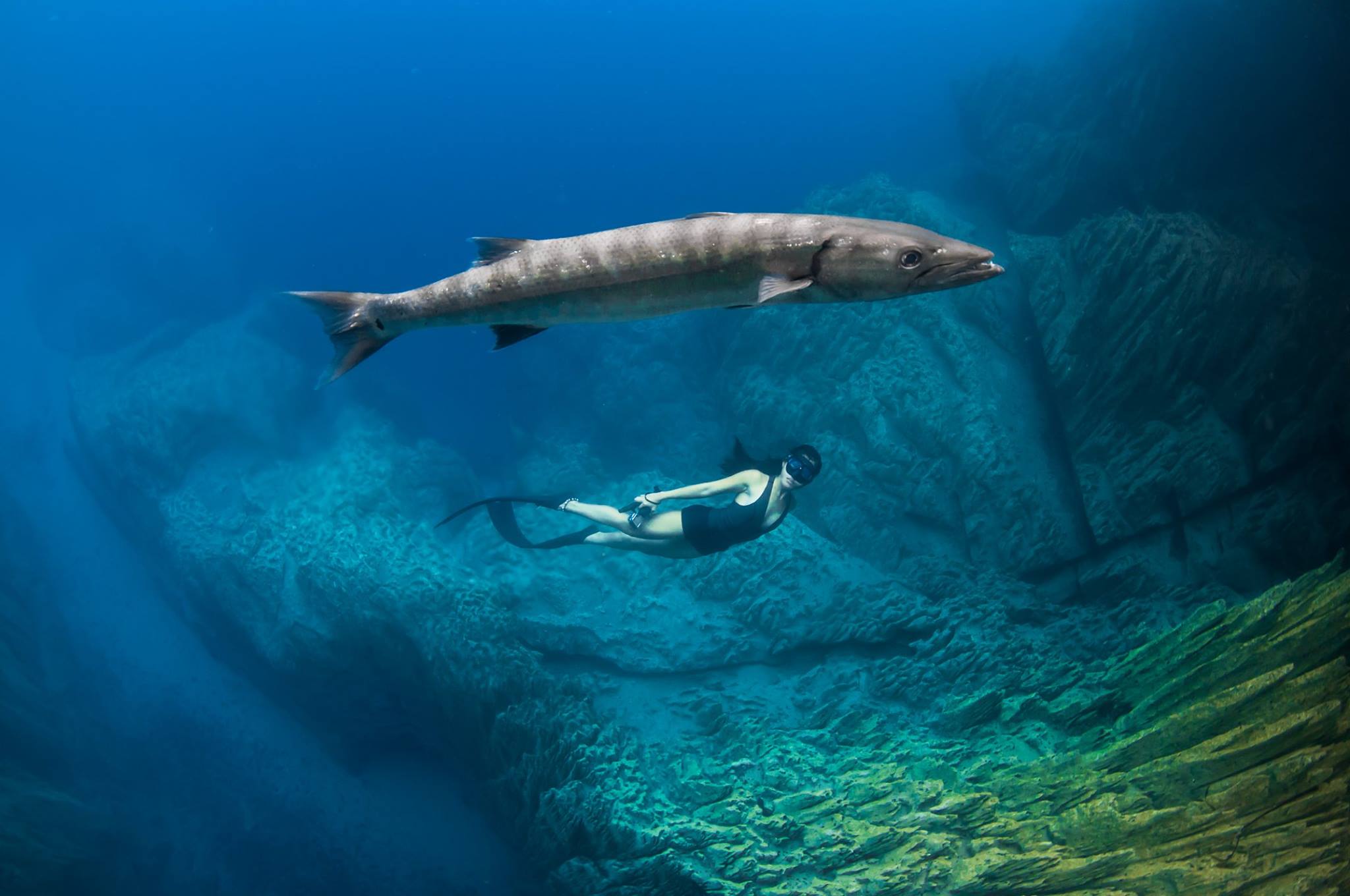 scenery of trees and mountain