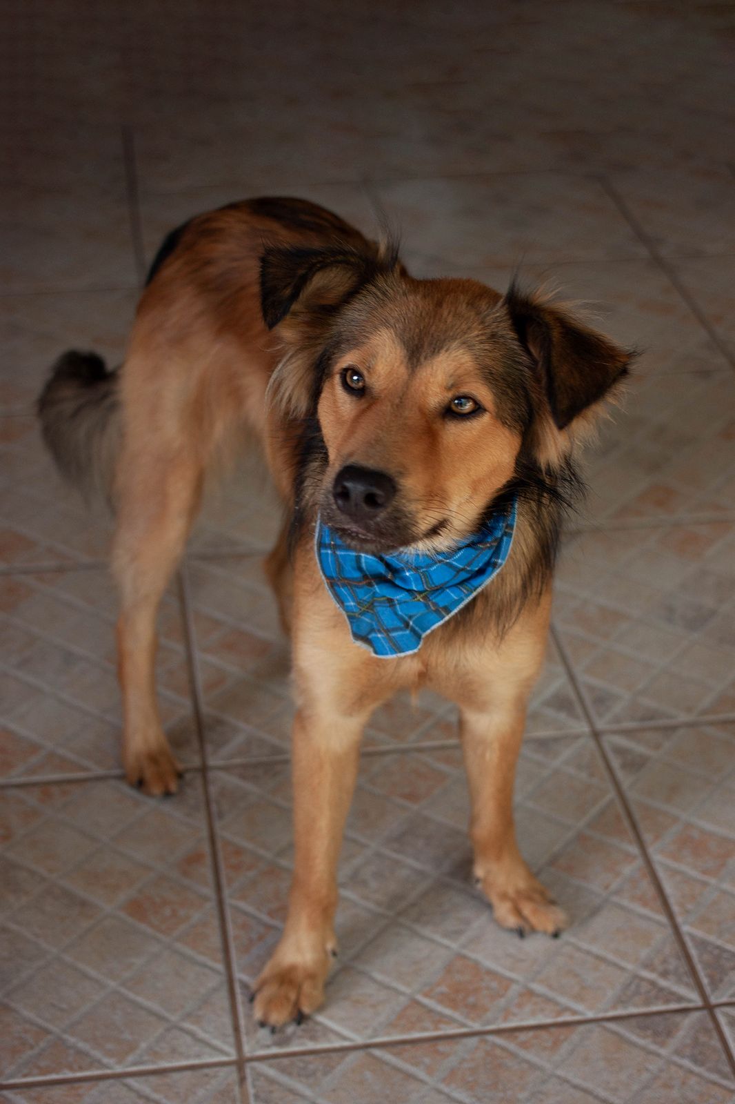 Dog photo