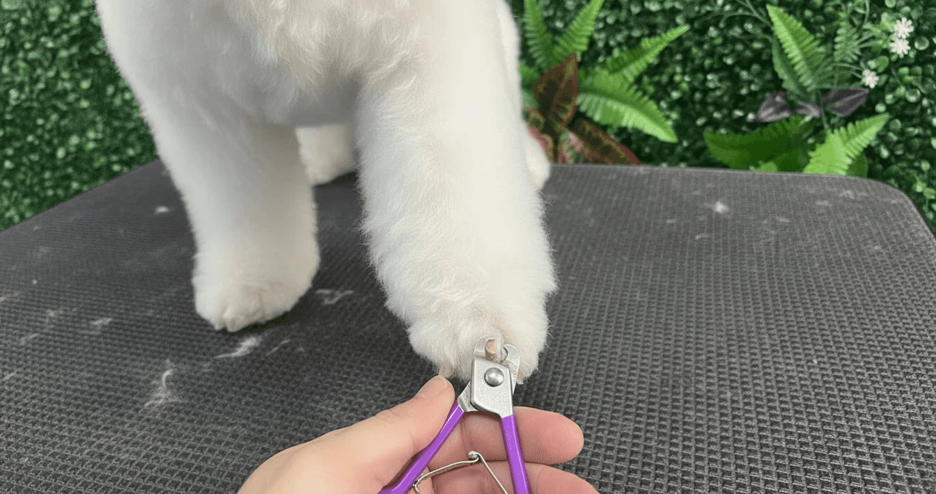 Primer plano de una pata de un perro blanco al que le estan cortando las uñas