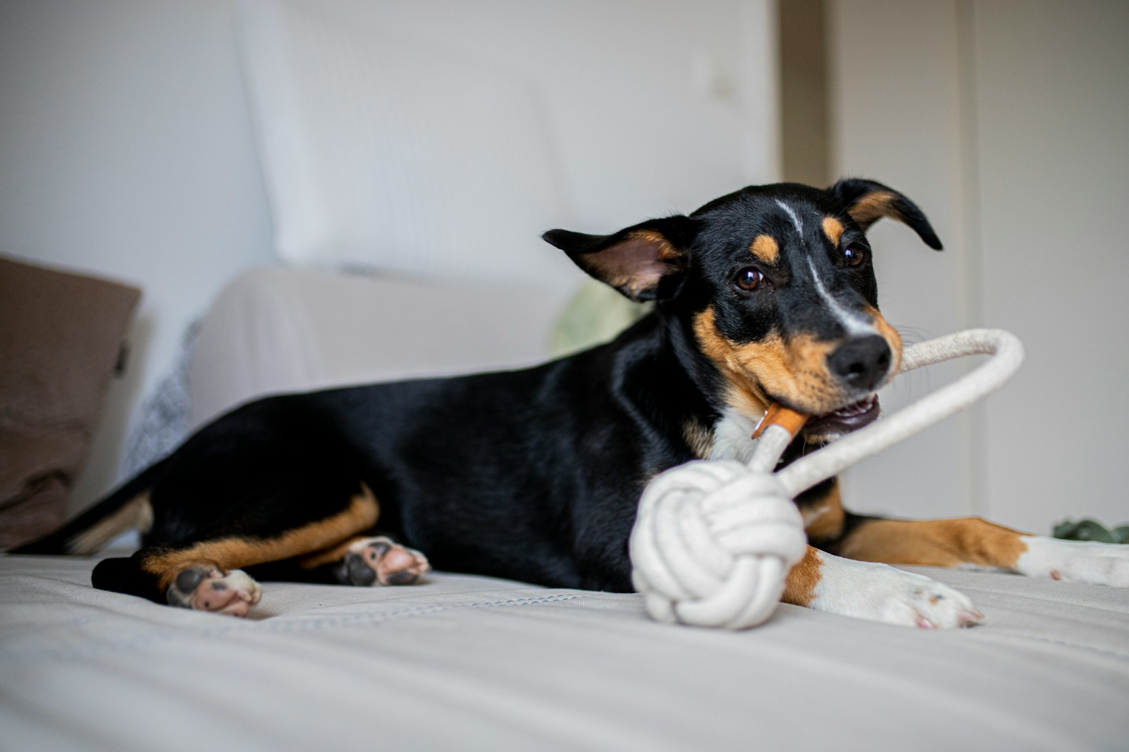 Chien noir et fauve couché sur un textile clair avec un jouet en corde dans la gueule