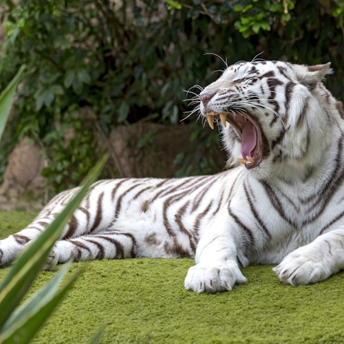 Bílý tygr s černými pruhy leží na zelené trávě, široce zívá, zatímco v pozadí se nacházejí stromy a keře.