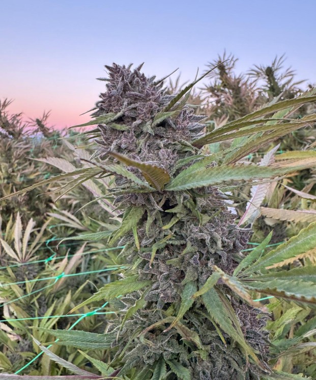 Jealousy ECCO Certified Exotic Cannabis Flower Noble Pacific