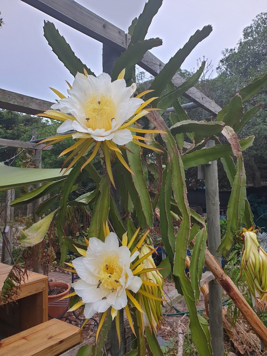 Dragonfruit flower full of bees