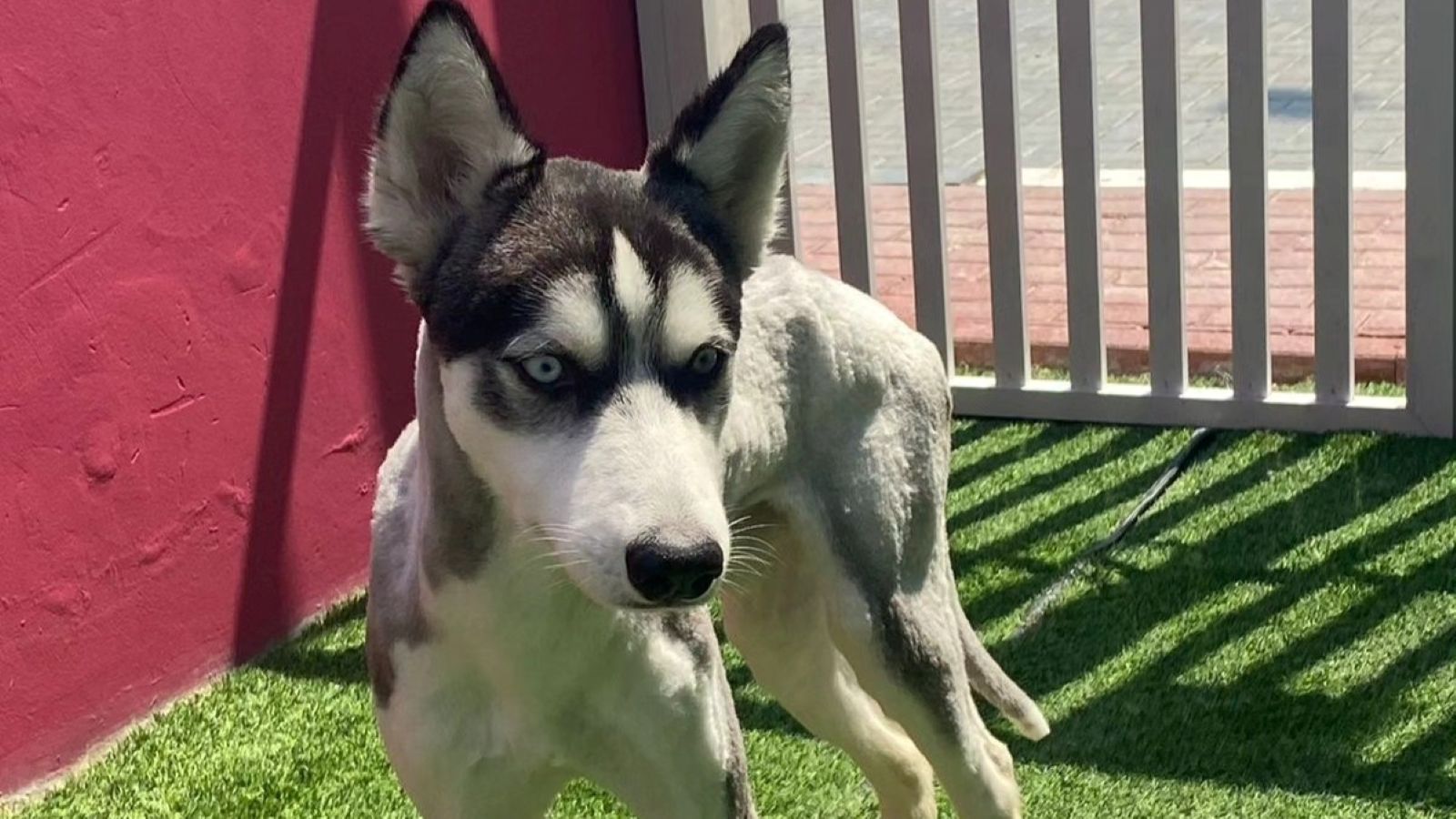 A dog is standing on the grass with a red wall and white gate.