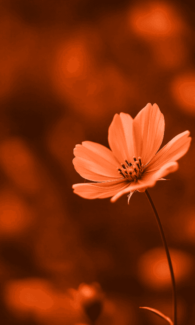 Single orange flower in soft focus,