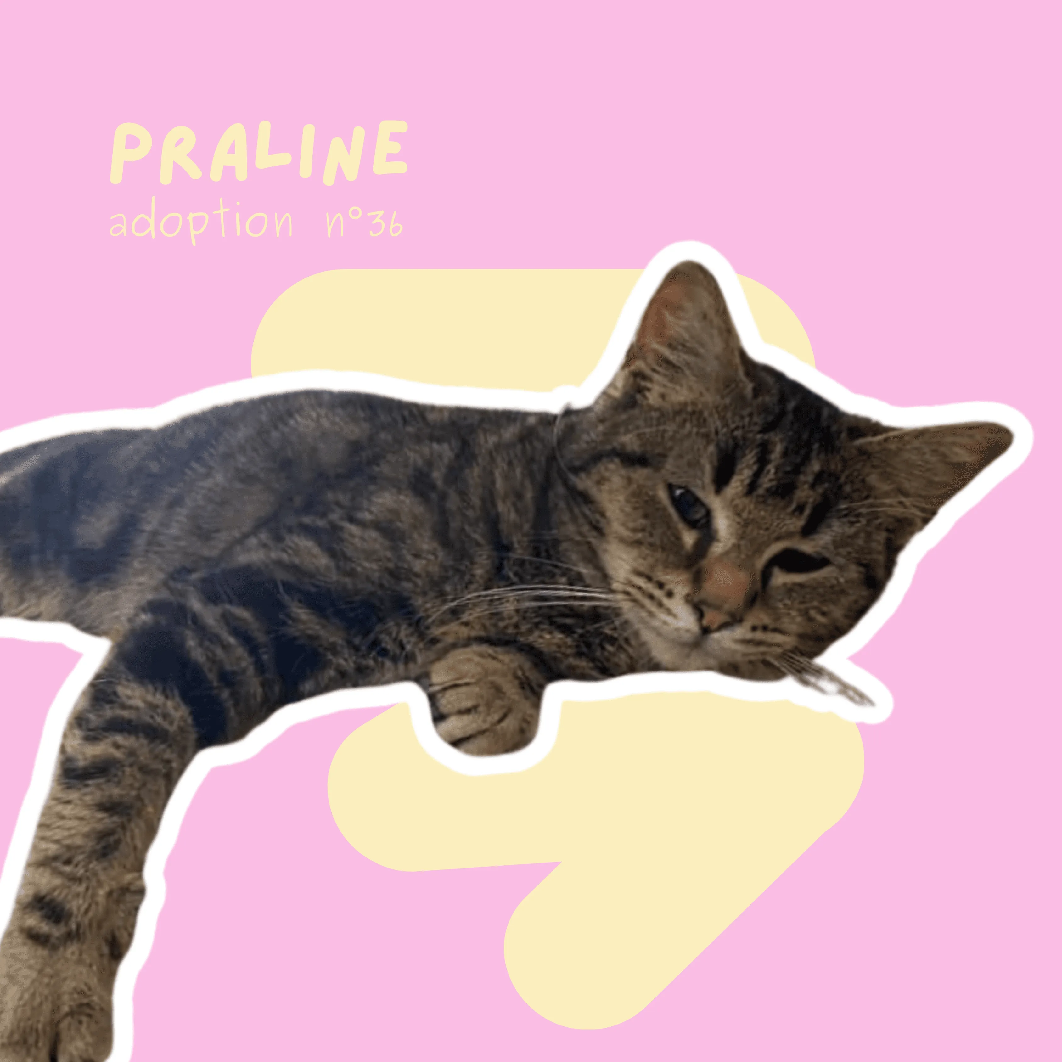 chat-praline