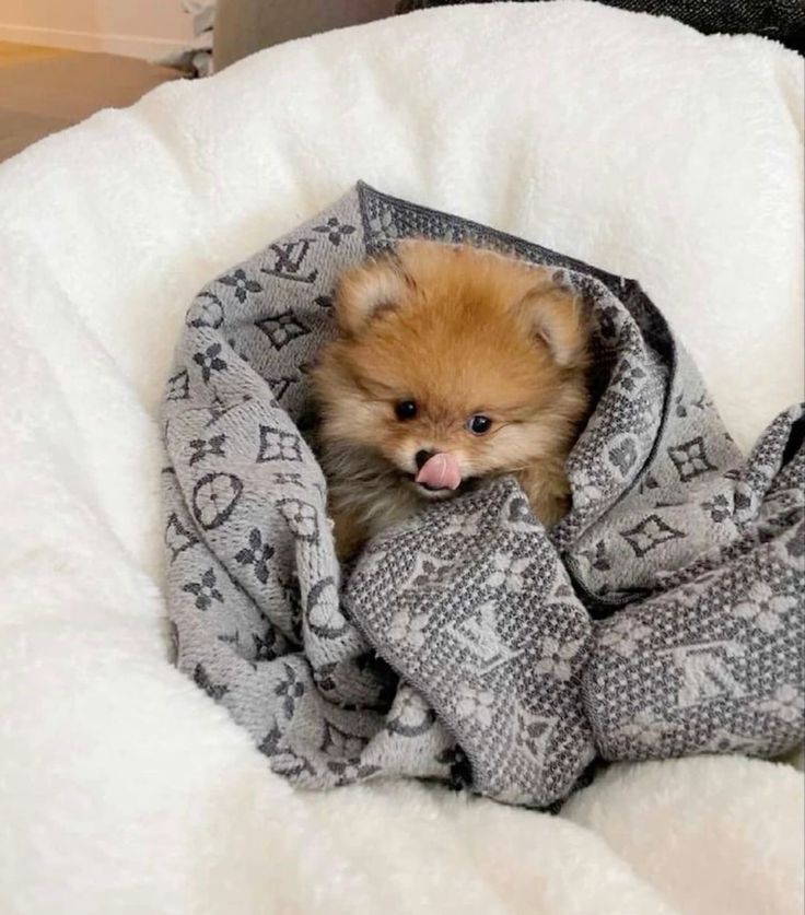Grooming Tips to Keep Your Pomeranian Fluffy and Fabulous