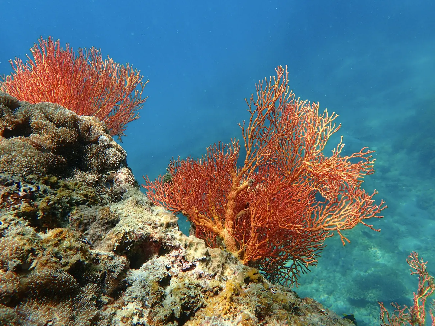 Orange looking coral on the ocean bottom