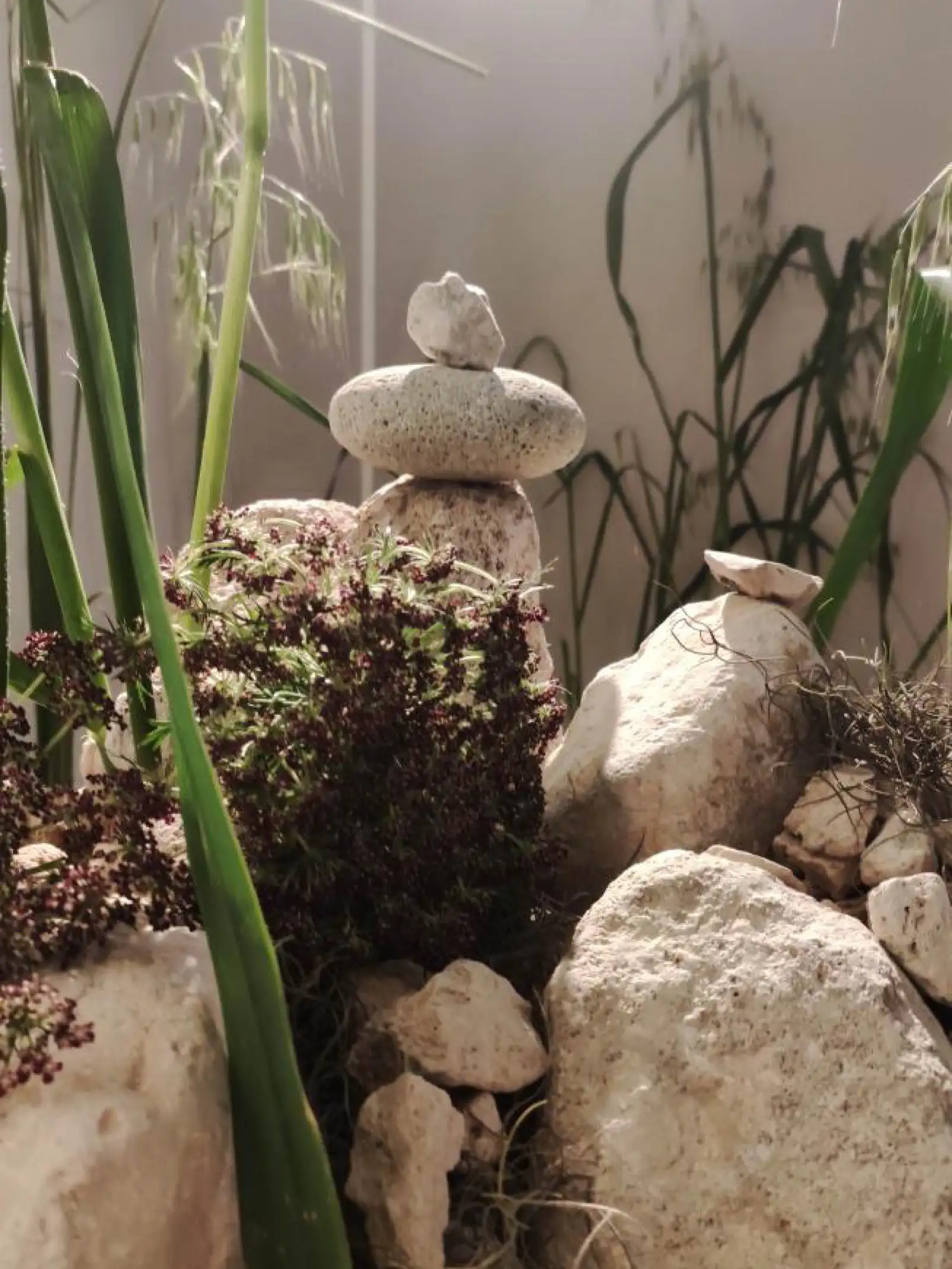 Detalle de piedras apiladas y plantas verdes iluminadas por luz natural para concepto zen y diseño orgánico.