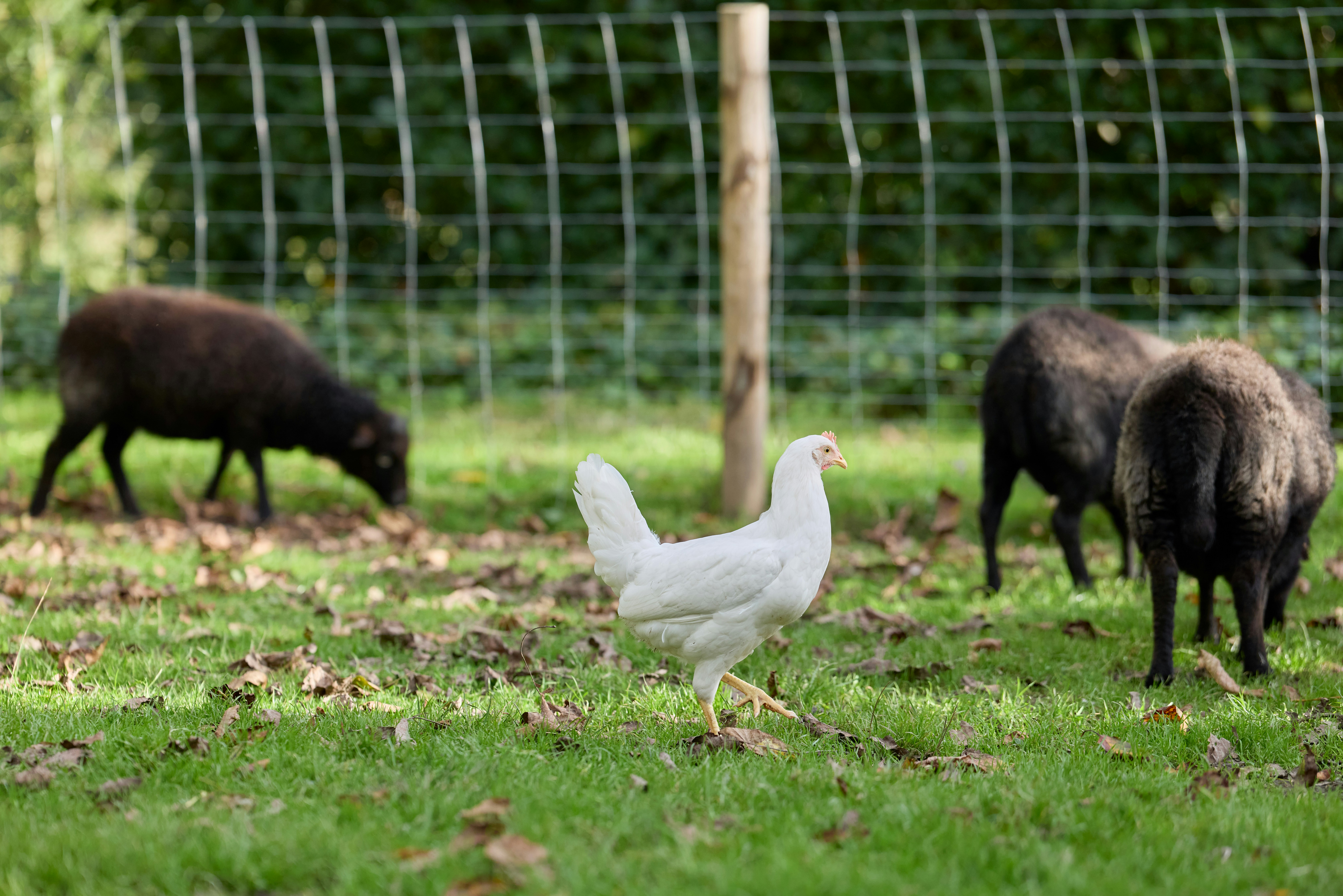 A white chicken stands in a grassy field with sheep.