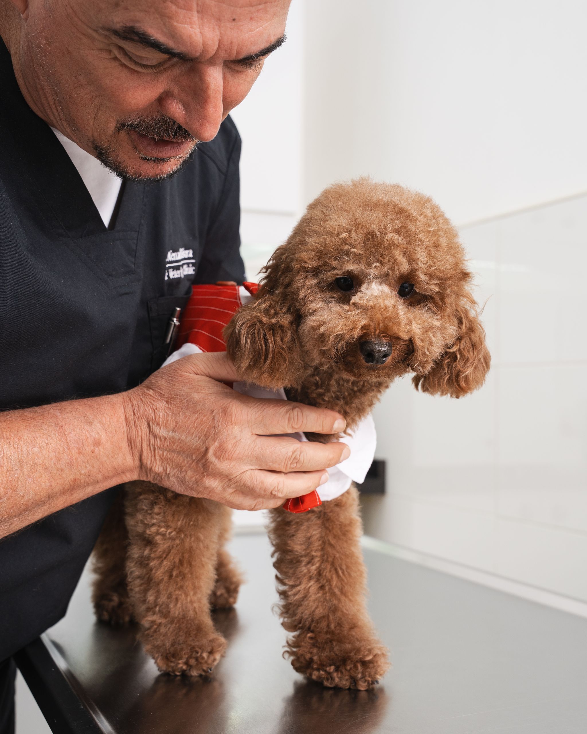 A veterinarian is holding a dog on a metal table for a checkup.