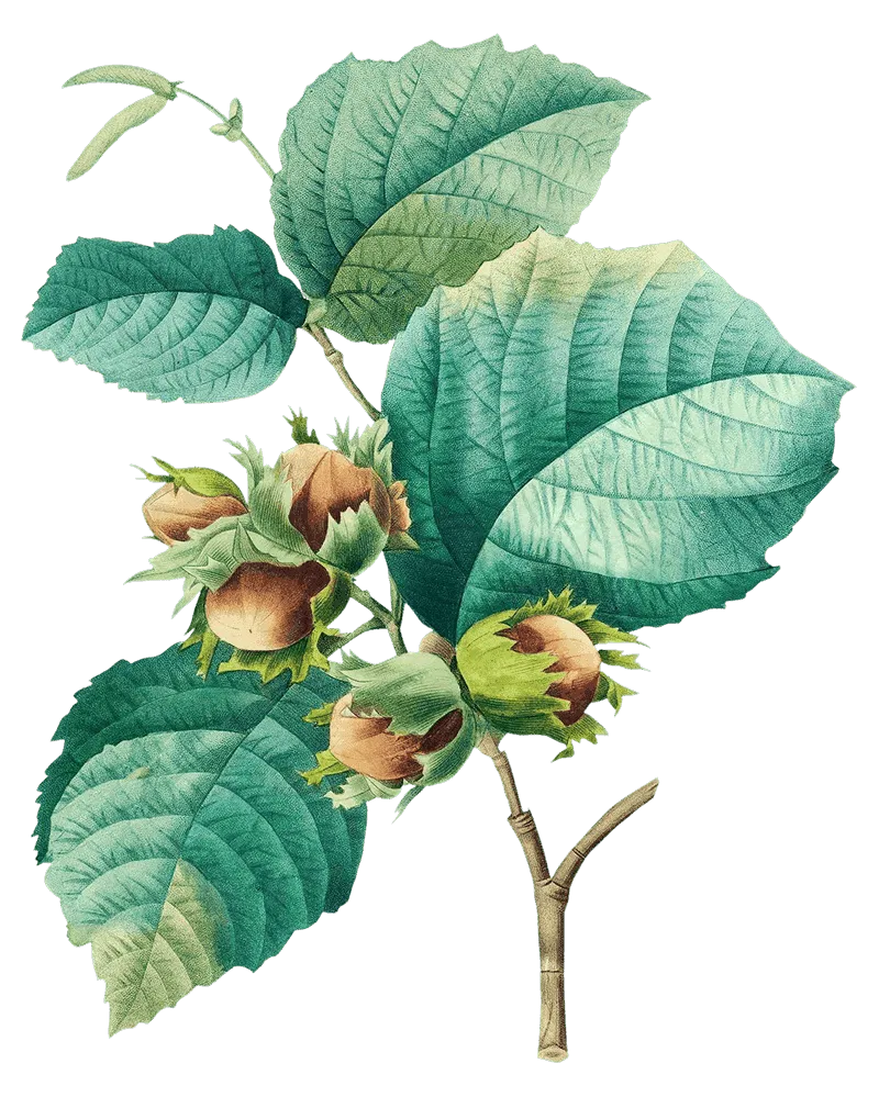 εικονογραφημένο κλαδί φουντουκιάς