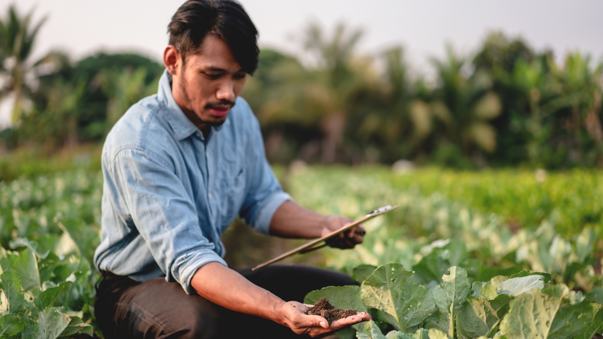 Proven Disease Management Techniques for Organic Farming