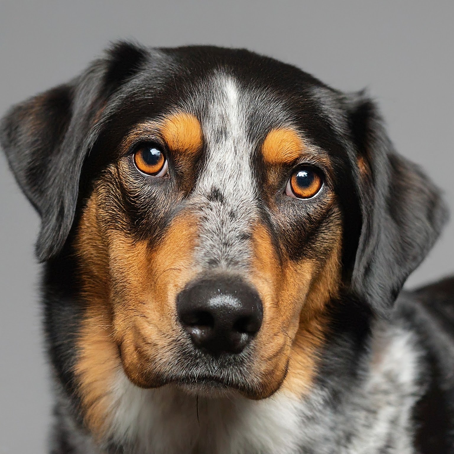 BUDDYUNO, Australian Shepherd Lab Mix