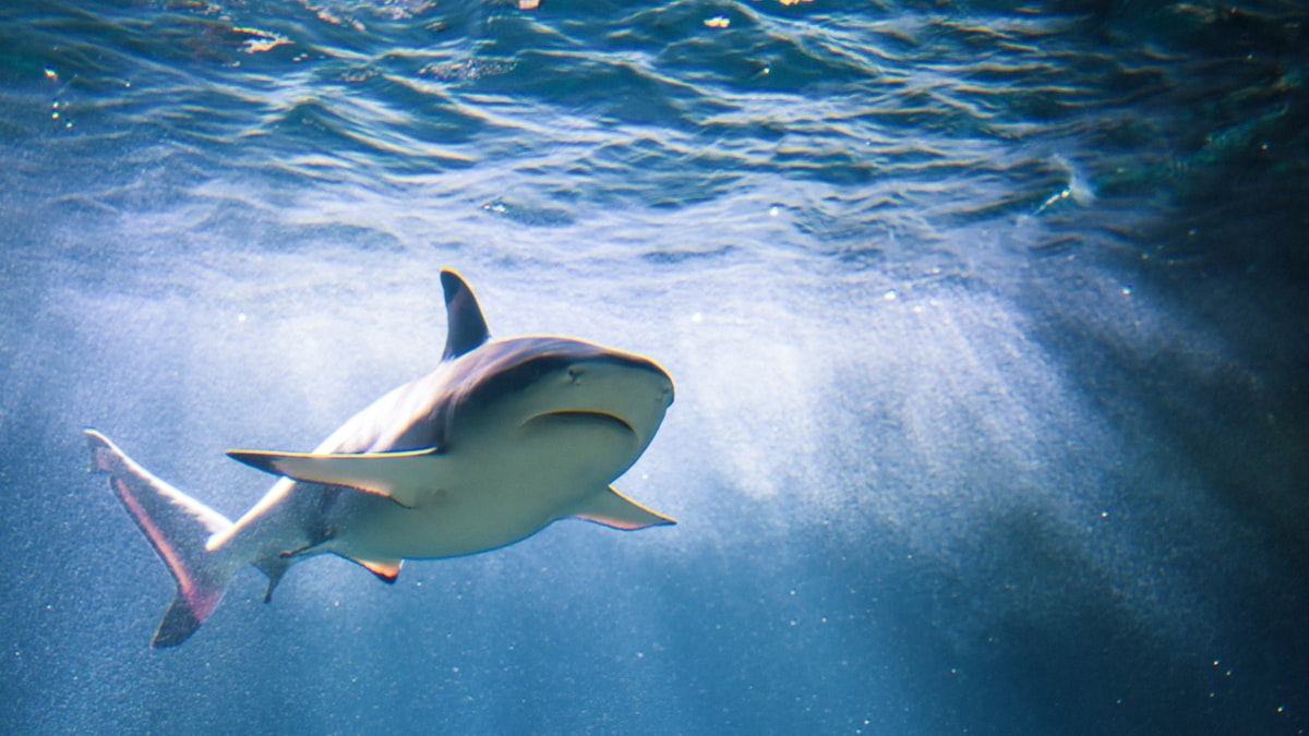 Blacktip reef shark patrolling below the surface