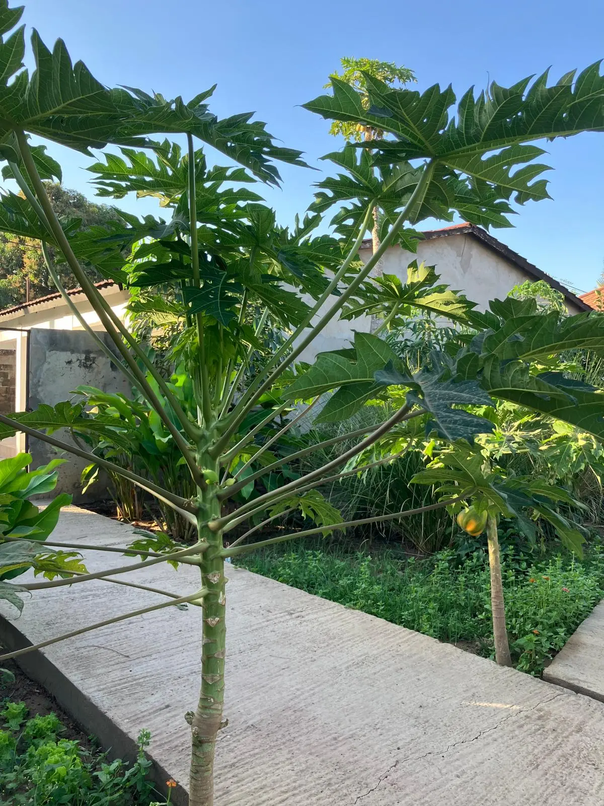 Pathway lined with green plants leading to a modern house under a clear blue sky.