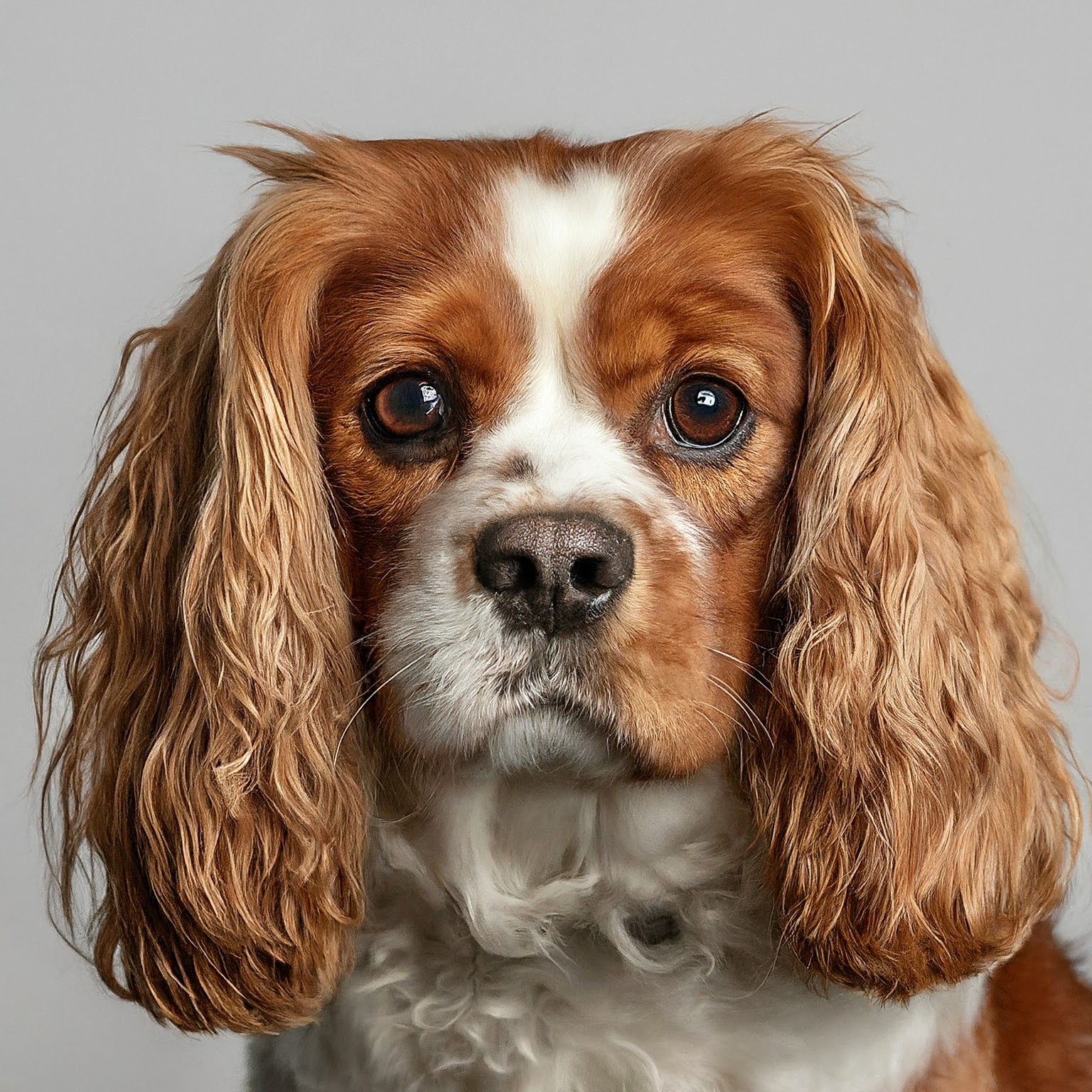 BUDDYUNO, Cavalier King Charles Spaniel