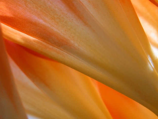 Close-up of white flowers with sun flare.