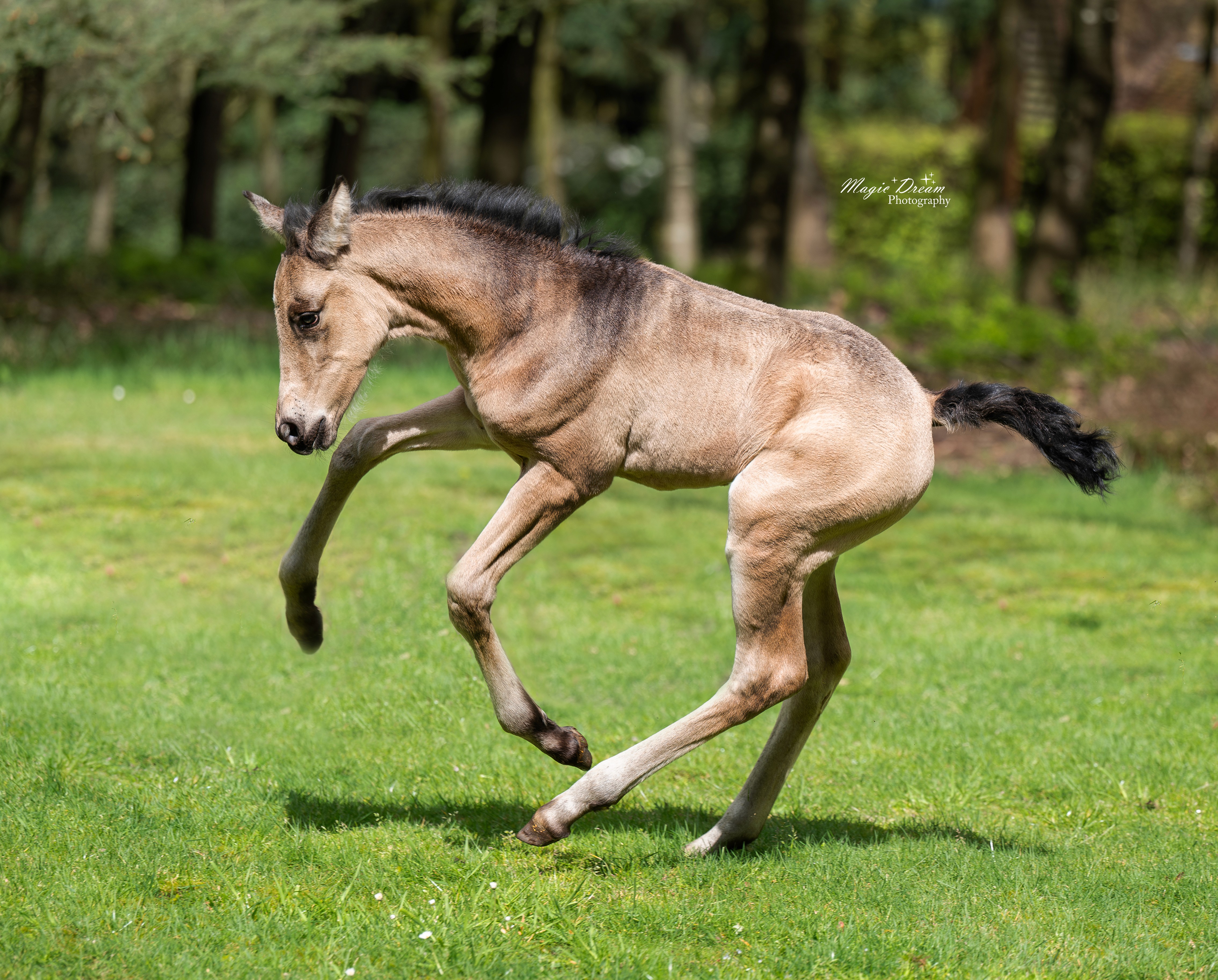 Quartz being a silly silly