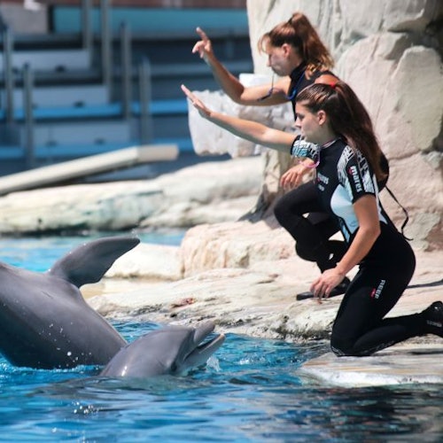 Two women in wetsuits interact with dolphins in a pool, gesturing with their hands. Rocks and water are visible in the background.