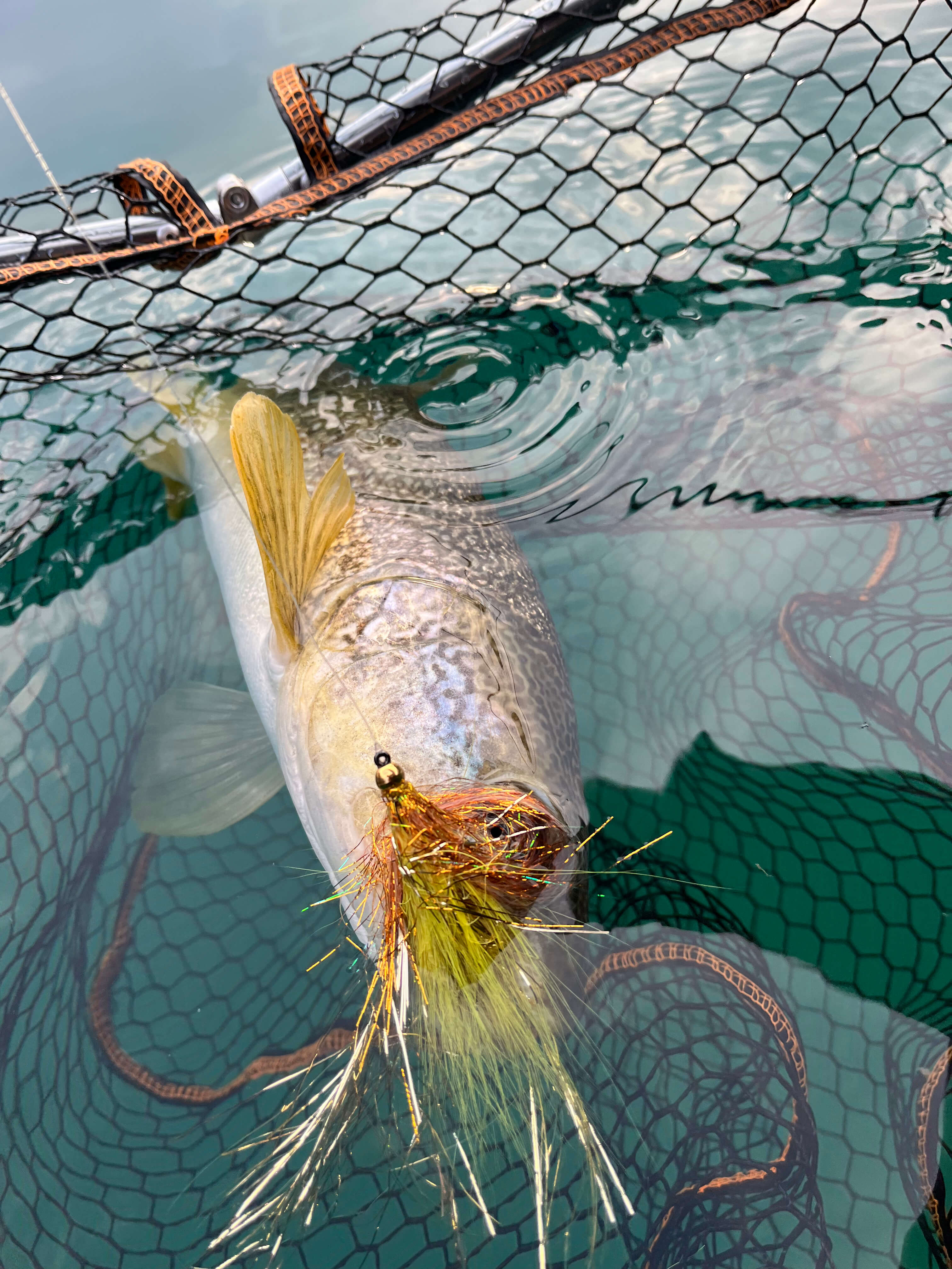 Trophy marble trout caught in Slovenia showing distinctive marble pattern and large predatory head