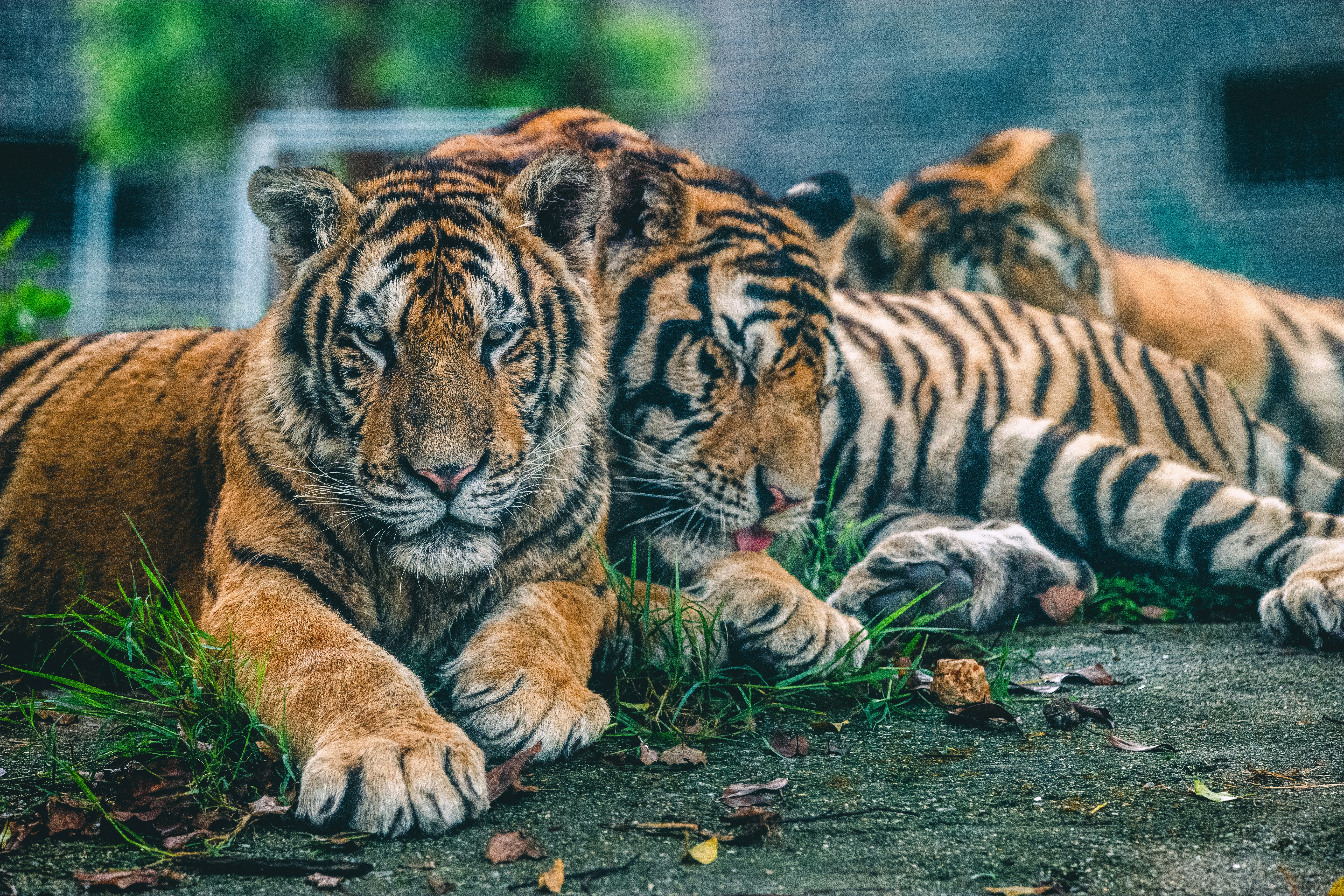 Two tigers are laying down in the grass