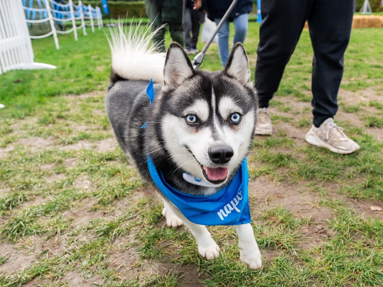 A husky on a lead bounds towards the camera with its tongue hanging out, wearing a Napo bandana around its neck