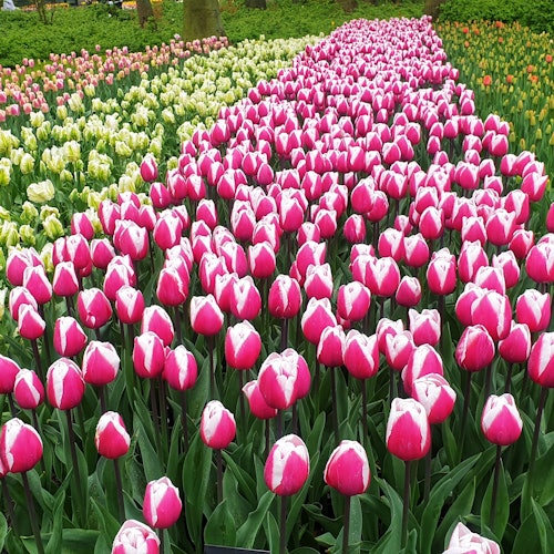 大约在十月，郁金香球茎手工种植，为来年三月/四月的开花做准备。