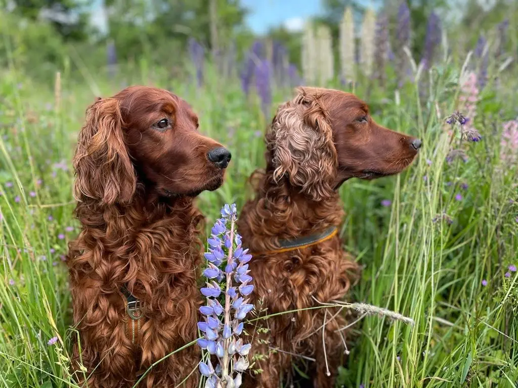 Två hundar är på privat hundcoaching hos Tassa och Trava i Gamleby