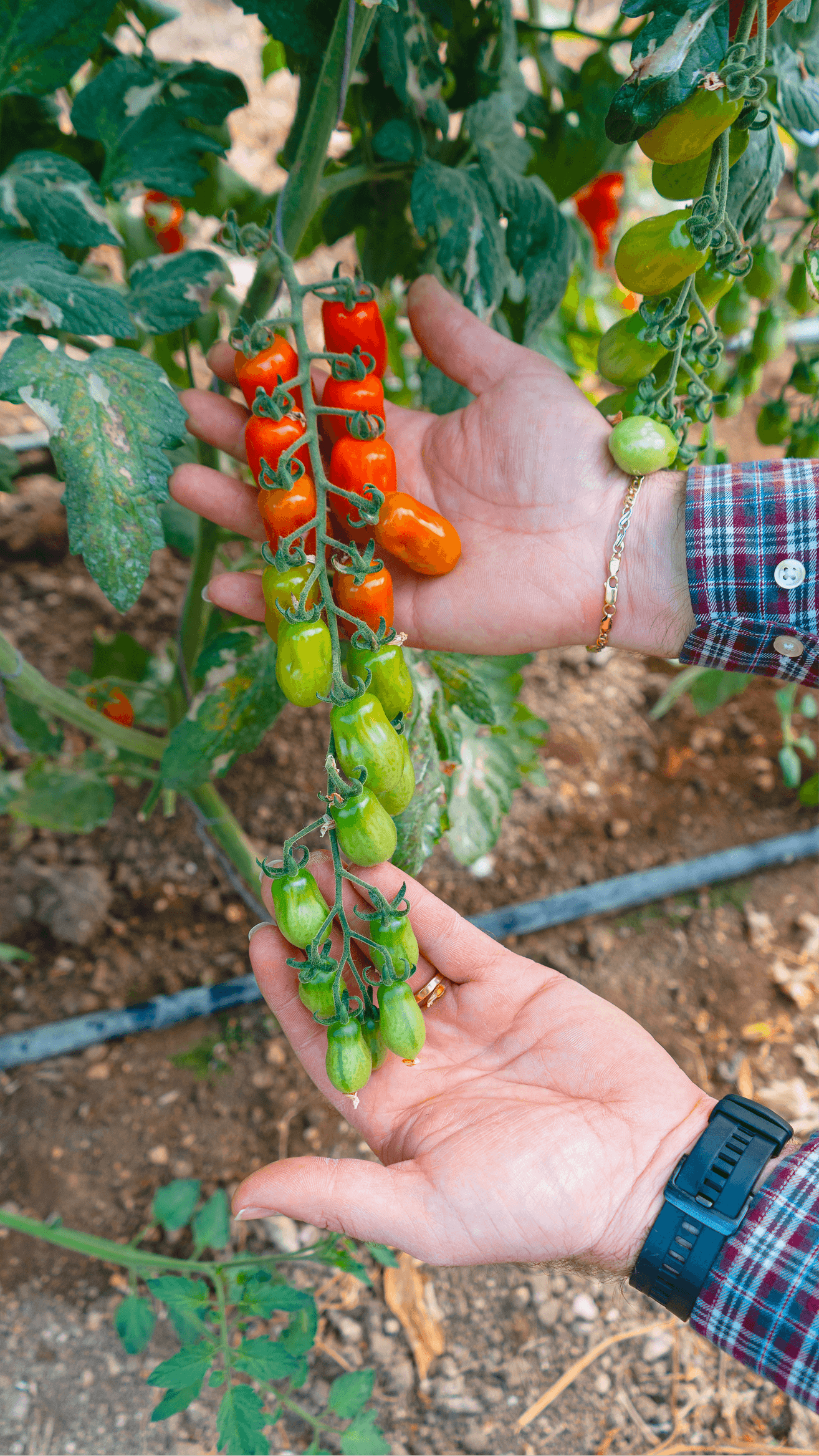 Pomodoro datterino in maturazione