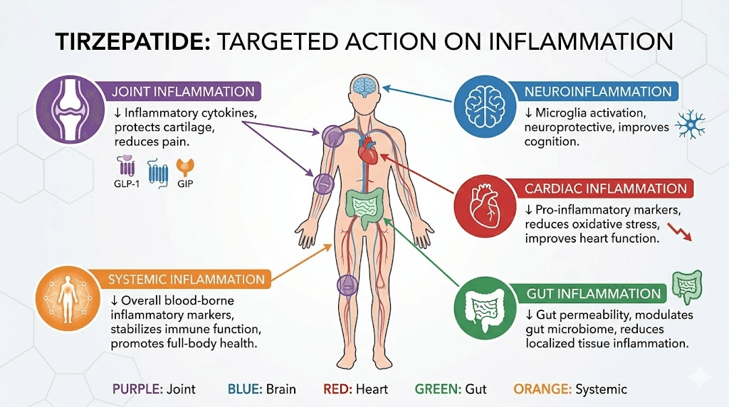 Where microdosed tirzepatide targets inflammation in the body diagram