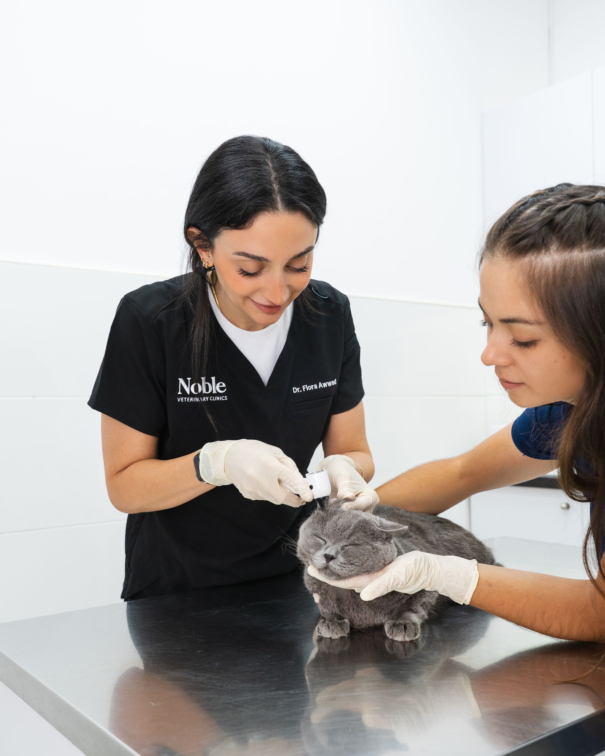 A veterinarian in a black shirt is checking a cat's ears for cleaning. Another vet is holding the gray cat gently on the metal table.