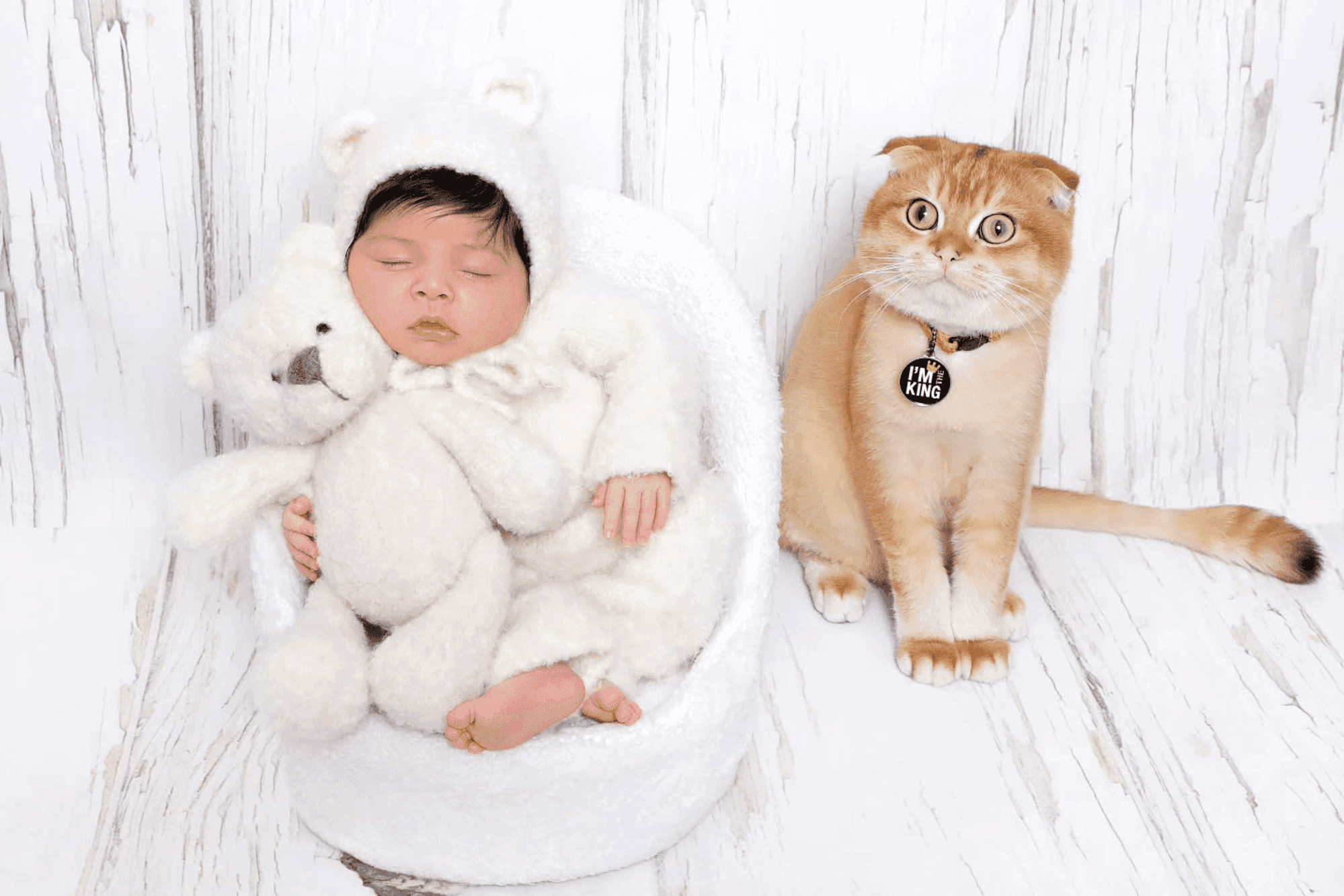 Behave curious kitten posing beside a newborn baby, resulting in adorable, cute cat photos by Mahvin Photography in Dubai.