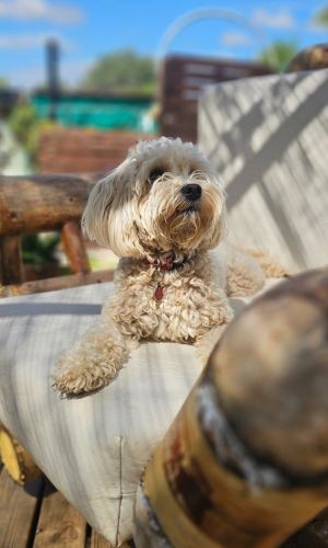 Cockey the pomeranian