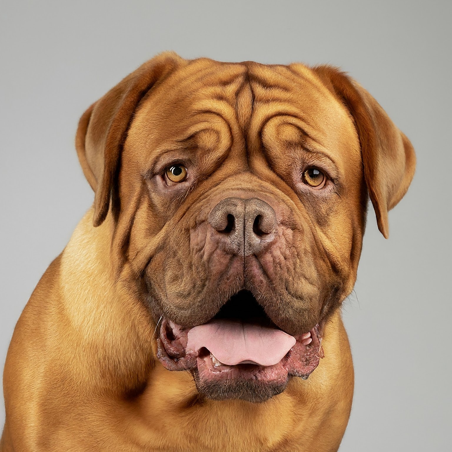 BUDDYUNO, Dogue de Bordeaux