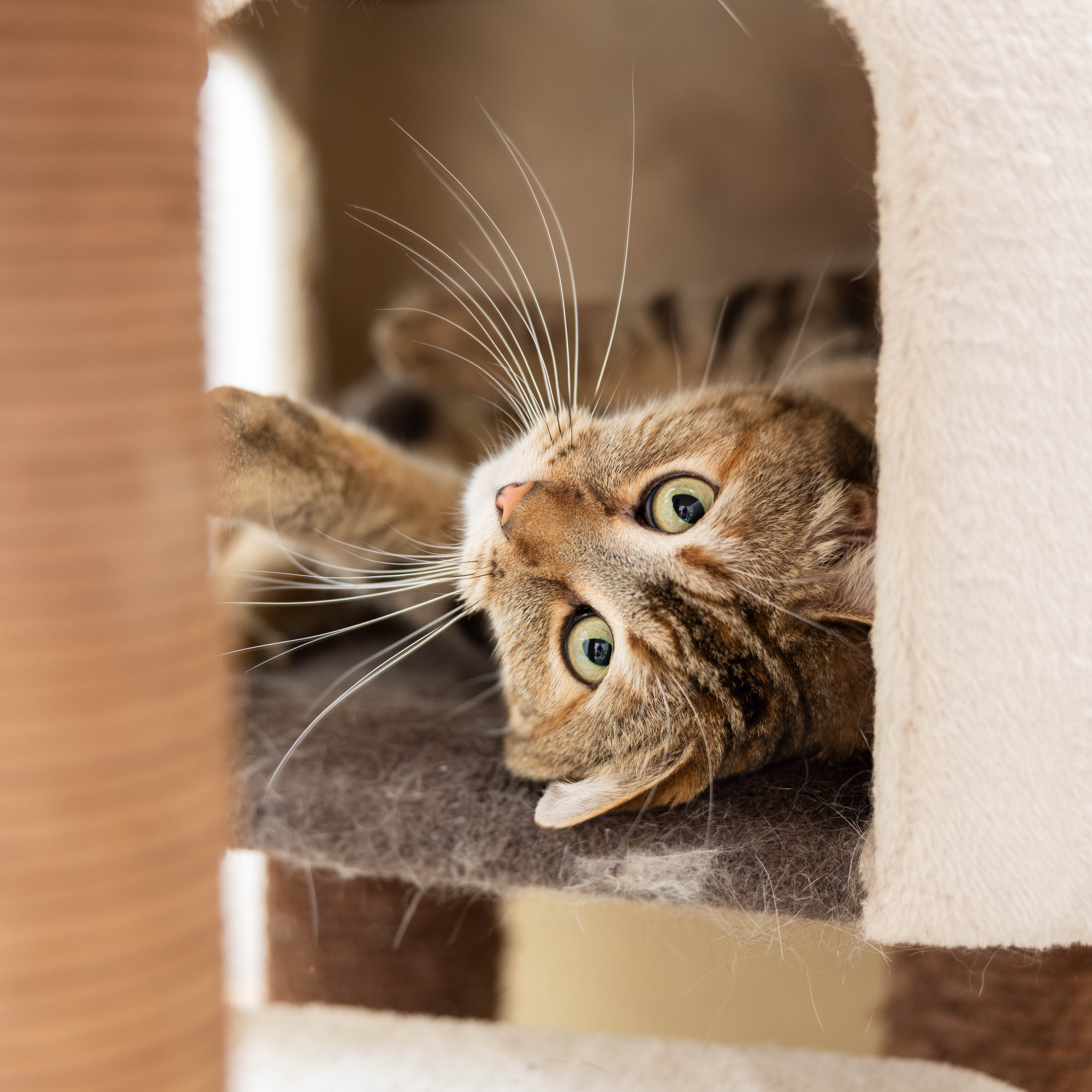 Tabby cat lying in cat tower