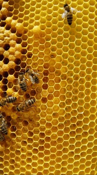 A macro shot of a real honeycomb with several bees crawling across the golden hexagonal cells