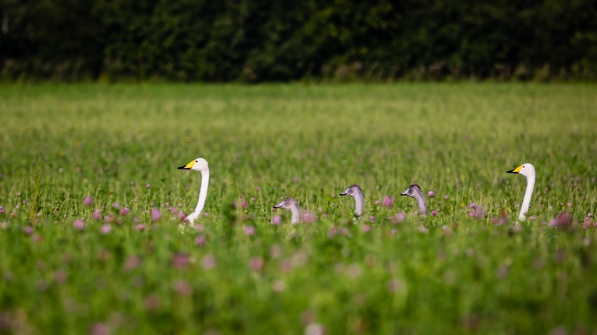 Multiple birds in natural composition. Cover image for The Part of the Why Teams Need Better Assessment. Photo by Mats Soomre. #MomentsBySoomre