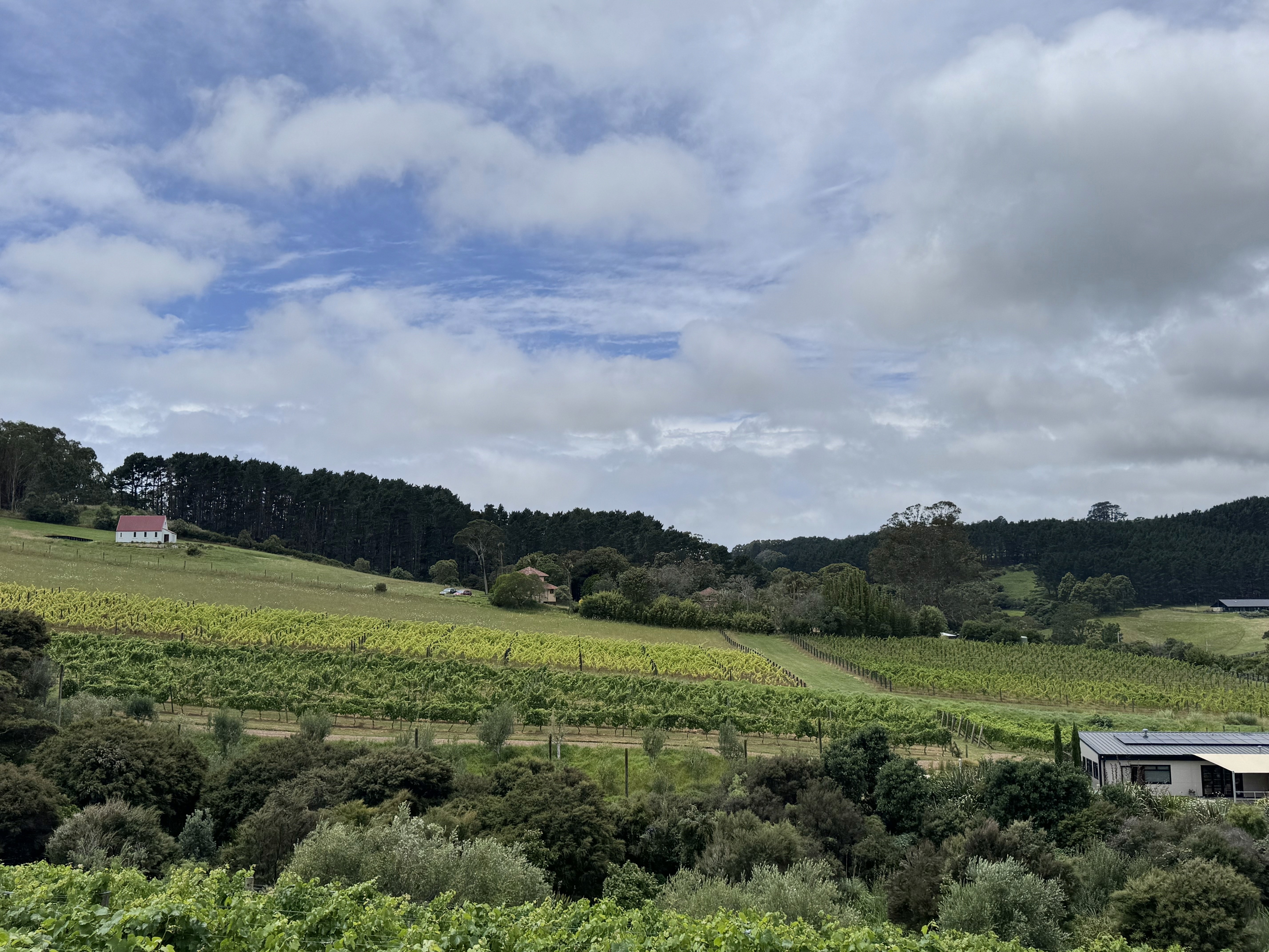 The expansive vineyards and a house on the slopes at Tantalus Vineyards, Waiheke Island