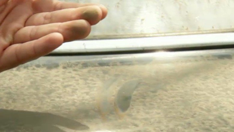 Polen primăvară depus pe panouri solare București necesită spălare profesională