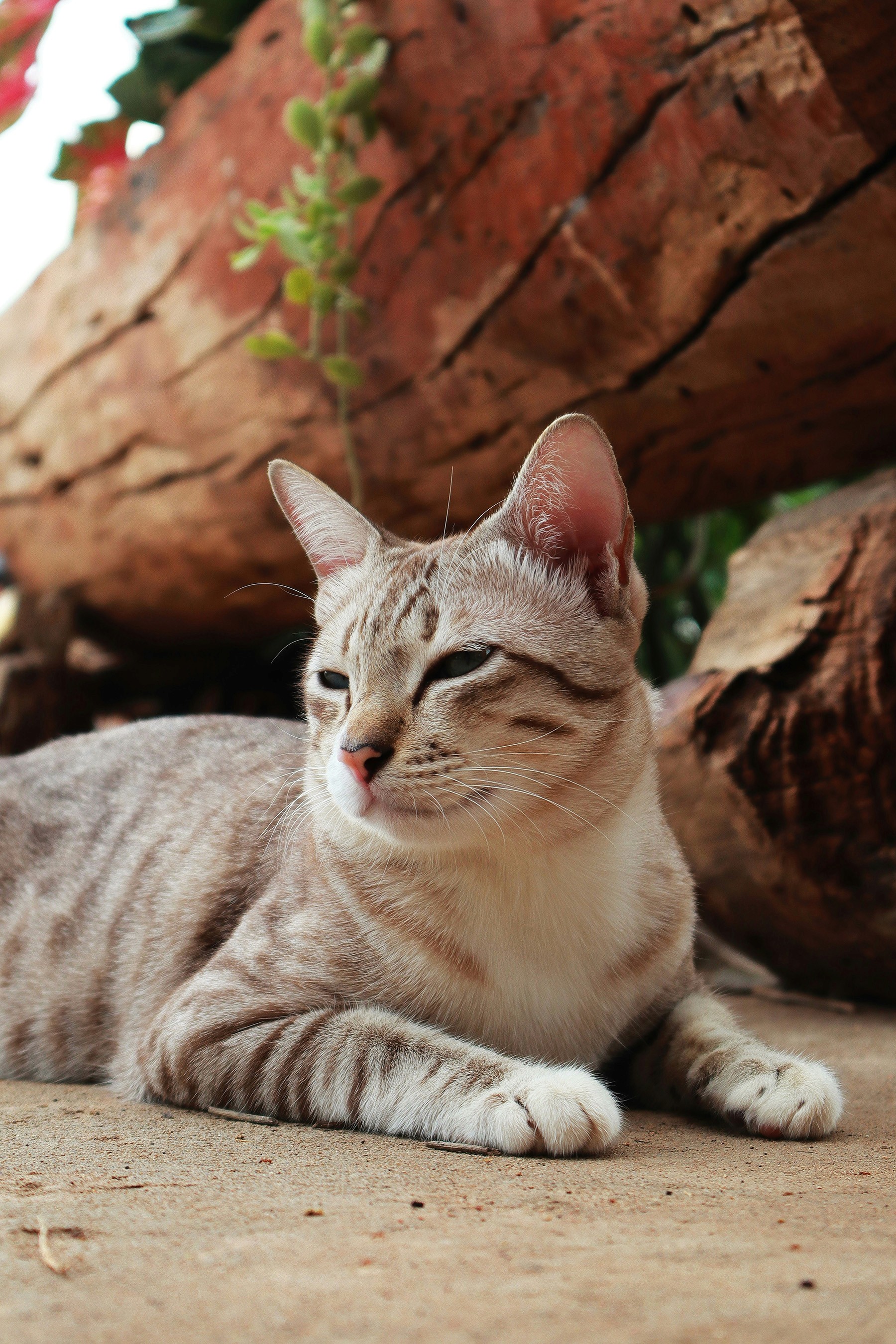 Light beige tabby cat lying outdoors, looking serene and relaxed