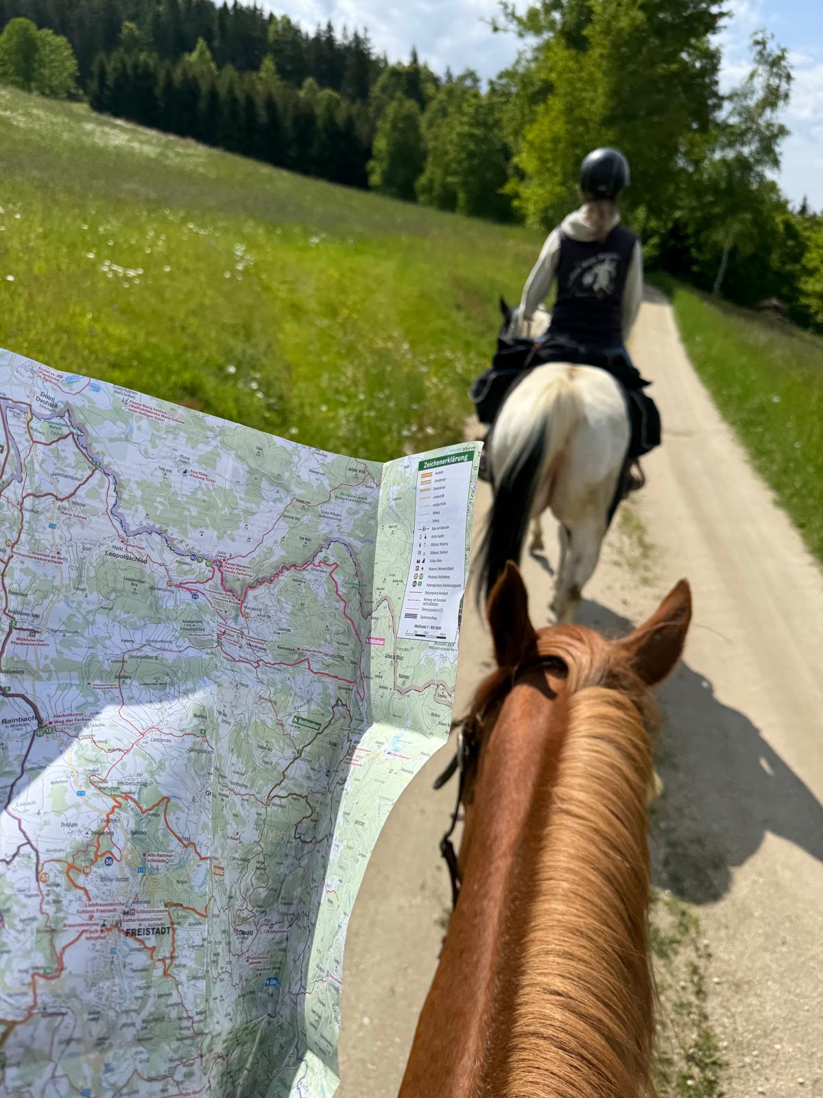 Close-up of a dark green leaf showing its textured surface and central vein against a muted background.