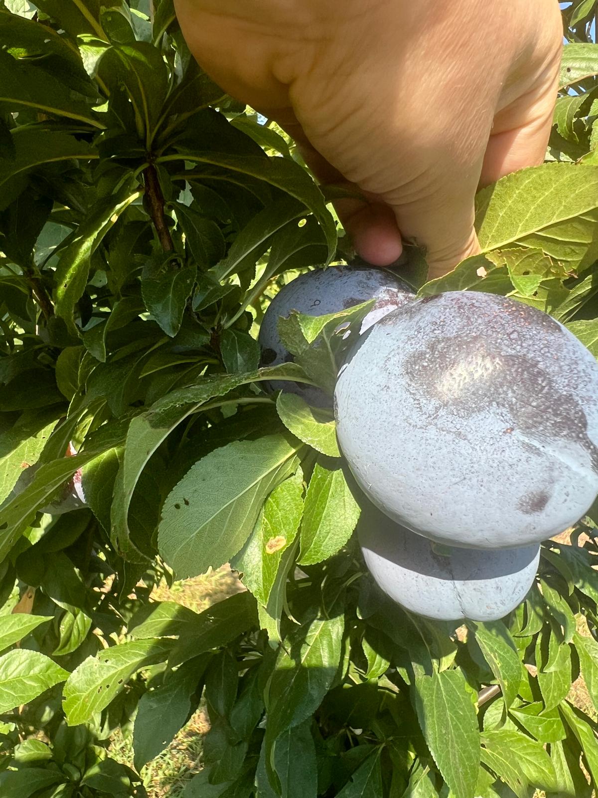 Plum with natural protective bloom, minimal handling indicator.