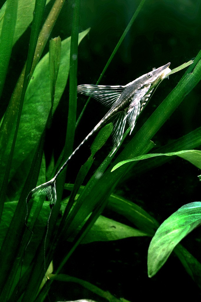 A Royal Whiptail Catfish swimming in a fish tank