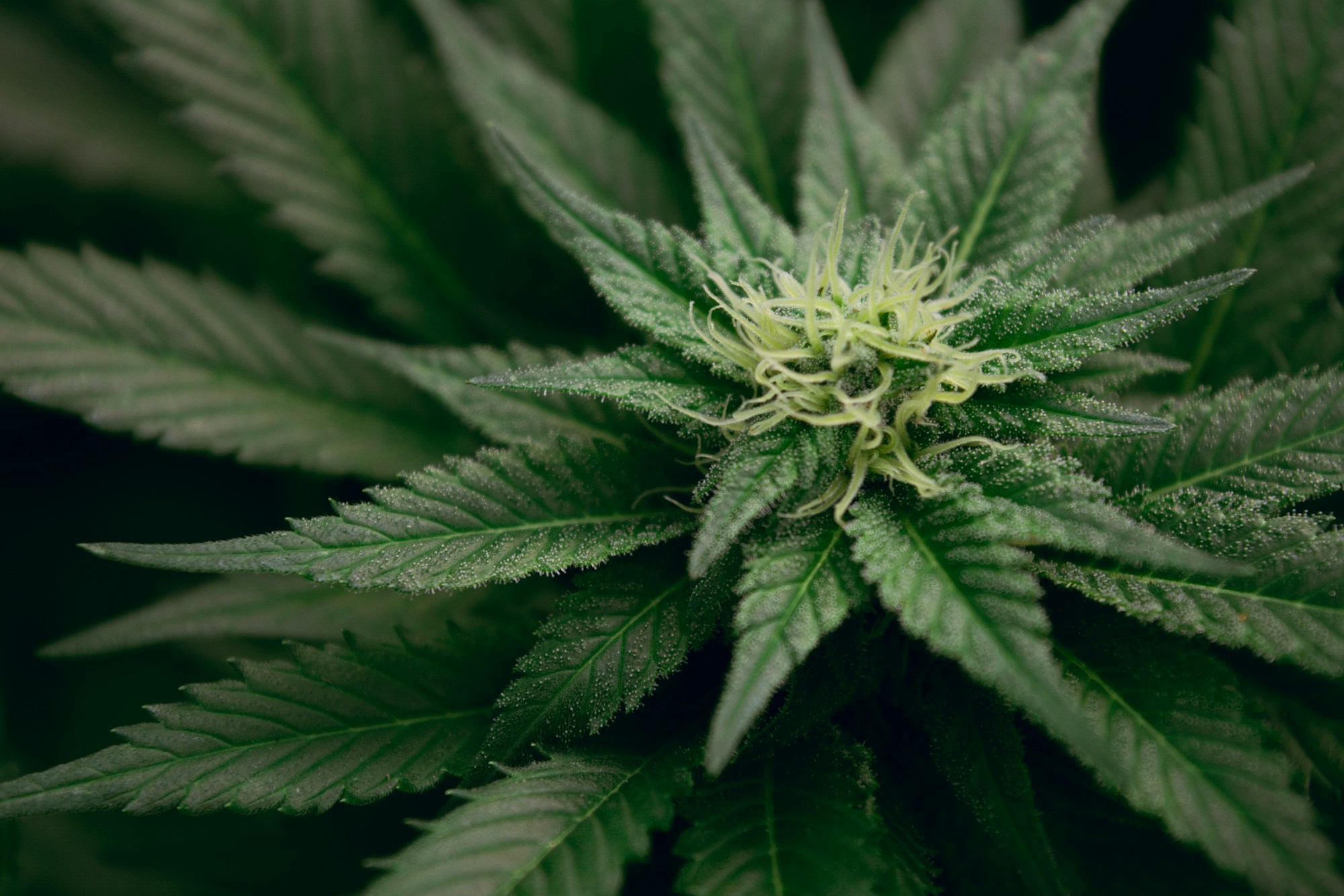 Macro cannabis leaves in a sage green botanical texture